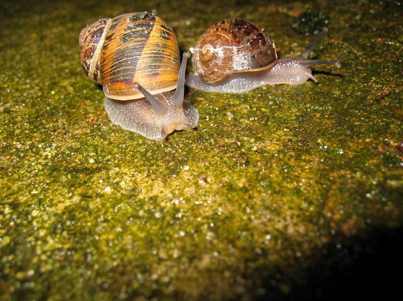 escargot en promenade